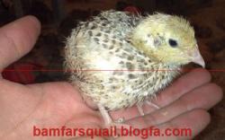 خرید و فروش تجهیزات پرورش بلدرچین وکبک 