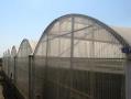 گلخانه مکانیزه طرح اروپا  - تهران