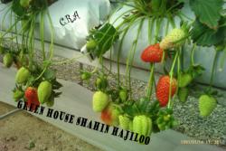 توت فرنگی با کشت در گروبگ  - تهران