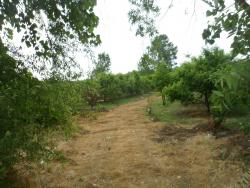 باغ مرکبات چند ساله 