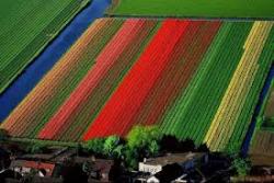 فروش چند قطعه‌‌ زمین مسکونی در کرمان  - كرمان