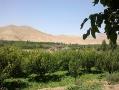 فروش باغ (سیب و انگور و  - زنجان