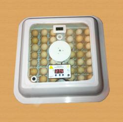 گلدن کاکس (هواباتور  - تهران