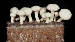 فروش کمپوست اماده قارچ  فروش خاک پوششی  - تهران