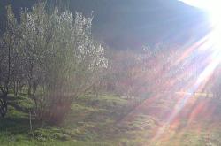 فروش فوری ؛ زیرقیمت (زمین بزرگ کشاورزی  - اصفهان