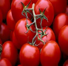 بذرگوجه فرنگی گلخانه ای  - تهران