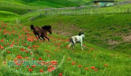 خدمات تهیه و اجاره اتاق مهمانسرا پانسیون و آپارتمان