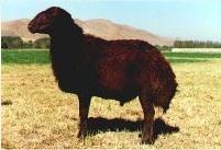 ارائه خدمات دامداری  - زنجان