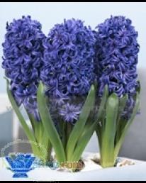 فروش کلی و جزءی پیاز لاله و سنبل هلندی تضمین کیفیت و مشاوره در تولید 