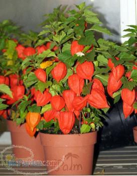 فروش بذر گیلاس زمینی خوراکی
