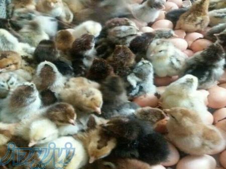 فروش جوجه 1روزه درجه یک بومی درجه