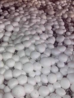 خرید و فروش قارچ در خوزستان شوشتر اهواز 