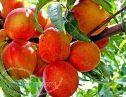 نهال هلو ارقام نهال هلو درخت هلو 