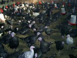 فروش جوجه و گوشت بوقلمون 