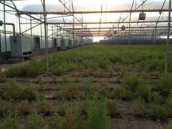 فروش سازه گلخانه اسپانیایی دست دوم در ح 