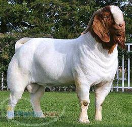 گوسفند زنده 