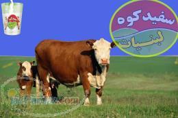 سفيدكوه لبنيات 