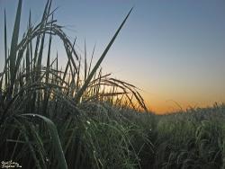 فروش زمین در زیباکنار 1 