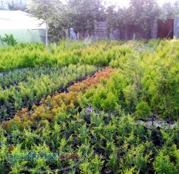 فروش ویژه لاوسون (کاج طلایی) 09332917892 