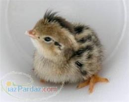 فروش جوجه یک روزه