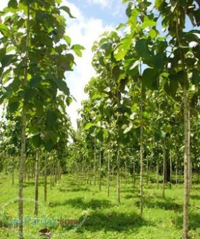 تولید و فروش انواع نهال میوه