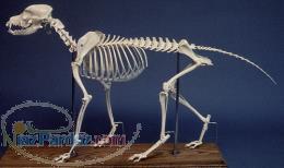 فروش اسکلت طبیعی حیوانات 