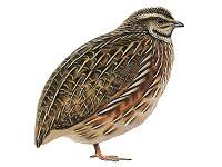 کنسانتره ویژه بلدرچین گوشتی  تخم گذار  - زنجان