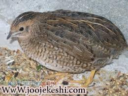 فروش دان برای طیور و کنسانتره دامی 