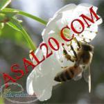 عسل درمانی و طبیعی مریم گلی کمیاب کوهستان