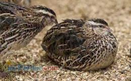 جوجه بلدرچین