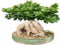 انواع بونسای درخت مینیاتور ژاپنی bonsai  - تهران
