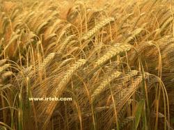 خرید و فروش خوراک طیور وپرندگان 