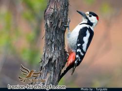بهینه سازی سایت برنامه نویسی و طراحی پرتال طراحی سایت م  - تهران