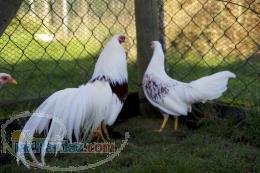 فروش ویژه جوجه یوکوهاما 