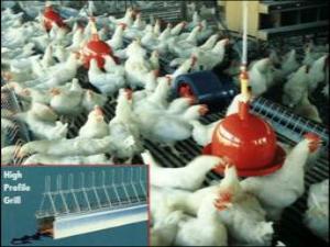 ارائه طرح توجیهی پرورش مرغ مادر تخمگذار www etarh