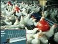 ارائه طرح توجیهی پرورش مرغ مادر تخمگذار www etarh