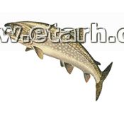 ارائه طرح توجیهی پرورش ماهی قزل آلا  www etarh com