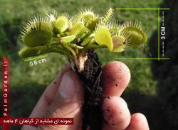 گل گوشتخوار ونوس فروش  - تهران