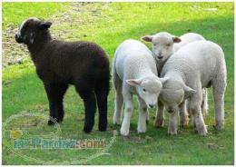 فروش گوسفند زنده