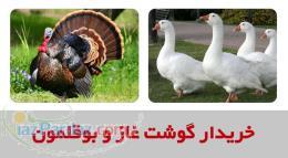 خريدار گوشت غاز و بوقلمون 