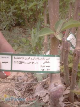 نهال اصفهان 