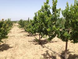 فروشنده واقعی باغ و باغچه  - تهران