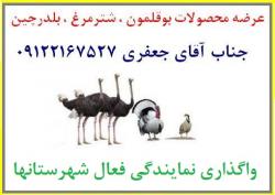 گروه تجاری اریا پخش توزیع کننده انواع محصولات بوقلمون  - تهران