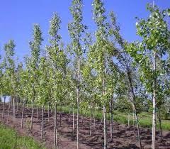 فروش ویژه نهال بید و صنوبر 