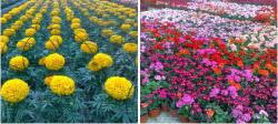 فروش عمده گل و گیاه  - تهران