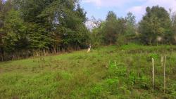 فروش زمین بسیار زیبا مسکونی یا معاوضه با خودرو 