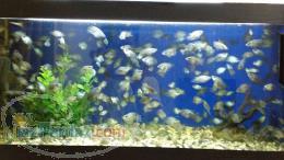 فروش 350 عدد بچه ماهی فلاور باکس 