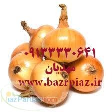 مشاوره رایگان در مورد بذر پیاز خوراکی و فروش بذر و نهال پیاز 