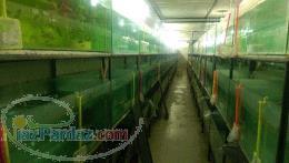 مرکز تکثیر و پرورش ماهیان زینتی محلات