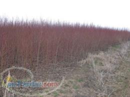 فروش انواع نهال درختان میوه